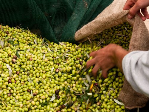 Produktion des nativen Olivenöls in Kreta