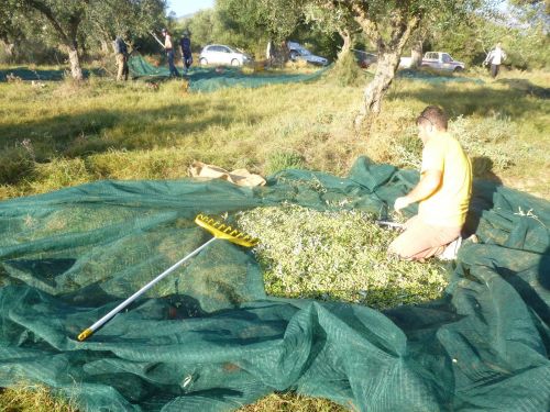 Produktion des nativen Olivenöls in Kreta