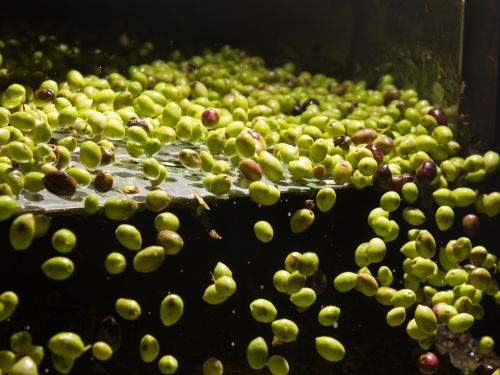 Cretan virgin olive oil production