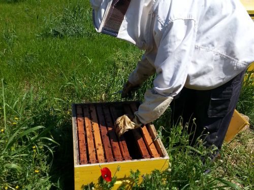 Cretan honey production